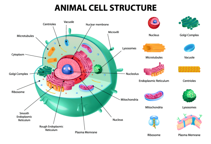 7th grade animal cell coloring