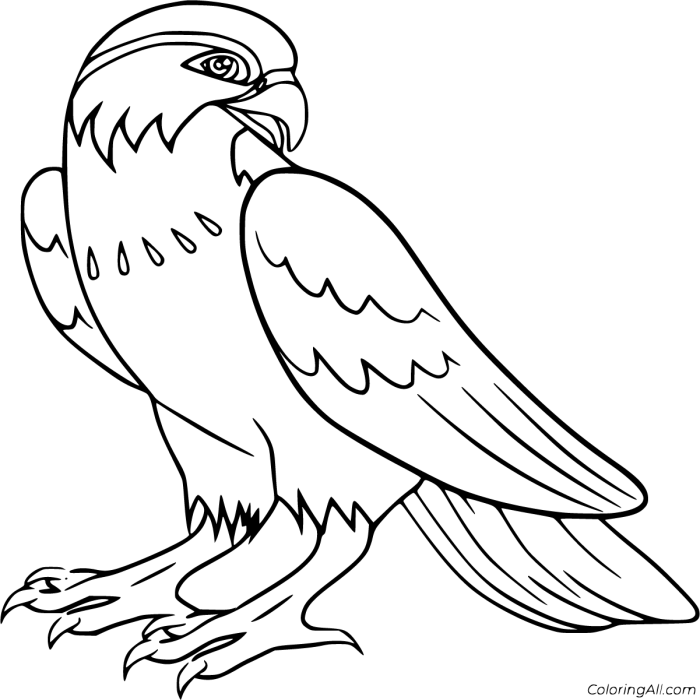 Anime falcon coloring pages