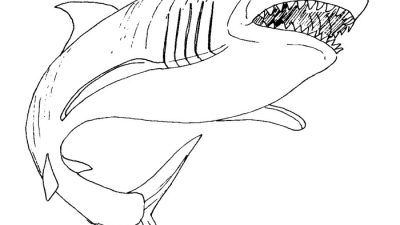 Shark coloring book pages