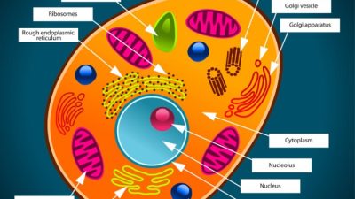 7th grade animal cell coloring