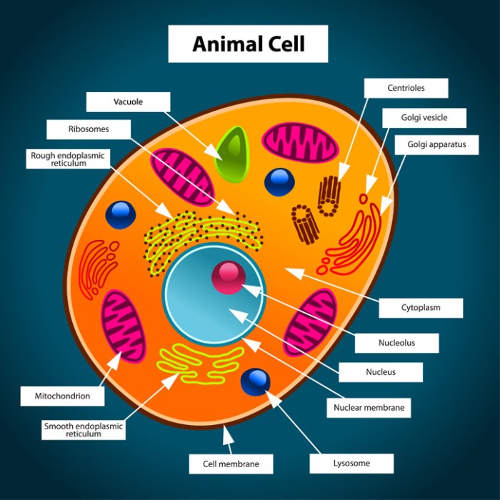 7th grade animal cell coloring