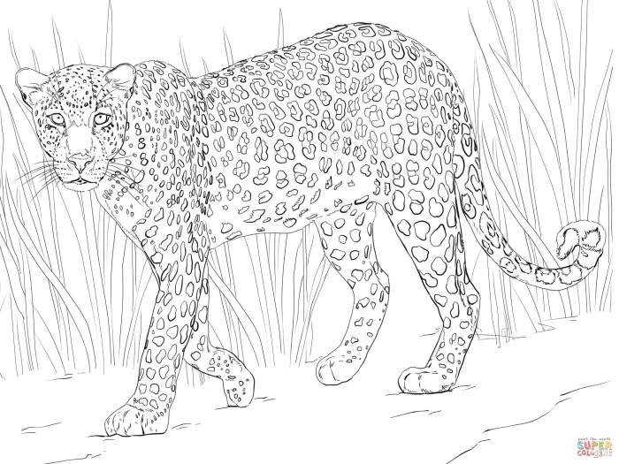 Downloadable coloring pages african animals