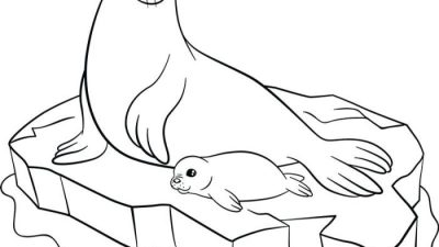 Coloring seal animal with parts