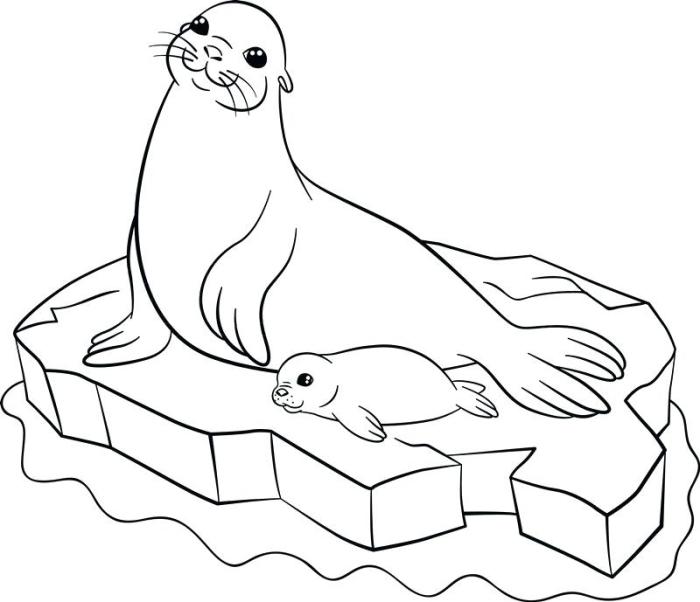 Coloring seal animal with parts