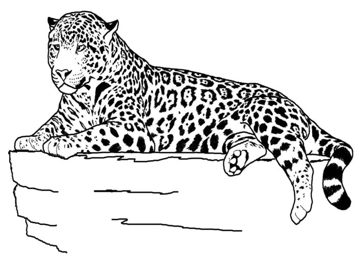 Animal coloring pages to