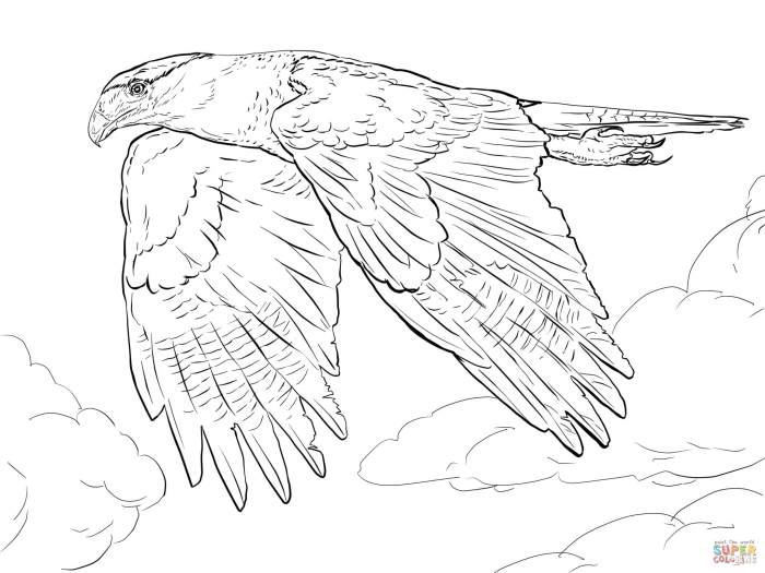 Anime falcon coloring pages