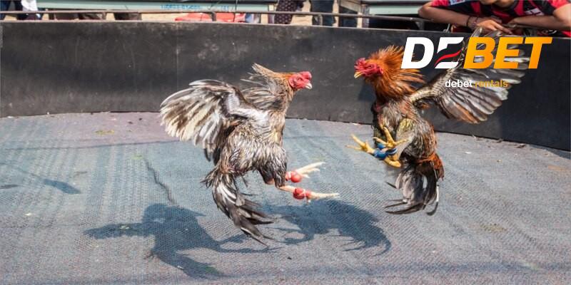 Các bước chơi đá gà cựa sắt