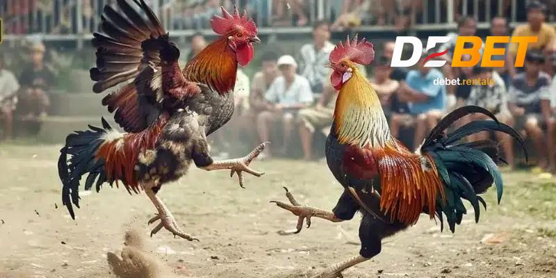 Quy luật đá gà thomo